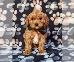 Cavapoo Puppy for sale in QUARRYVILLE, PA, USA