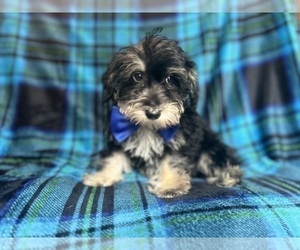 Schnauzer (Miniature) Puppy for sale in LAKELAND, FL, USA