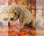 Small Photo #3 Poodle (Standard) Puppy For Sale in ROCKY MOUNT, VA, USA