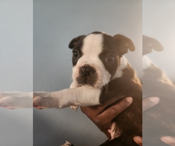 Medium Photo #1 Boston Terrier Puppy For Sale in MORRIS, AL, USA