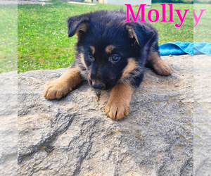 German Shepherd Dog Puppy for Sale in NOVI, Michigan USA