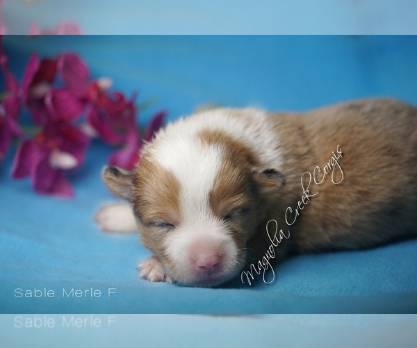 Medium Photo #7 Pembroke Welsh Corgi Puppy For Sale in CRESTVIEW, FL, USA