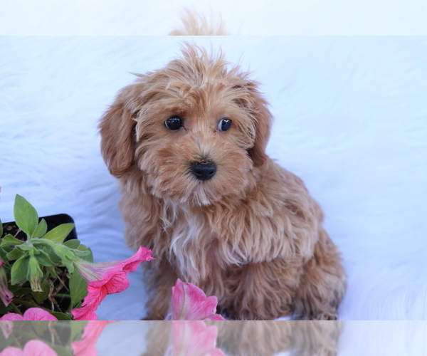 Medium Photo #2 Poodle (Toy)-Yorkshire Terrier Mix Puppy For Sale in SHILOH, OH, USA