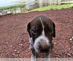 Small Photo #94 German Shorthaired Pointer Puppy For Sale in EVANSVILLE, WY, USA