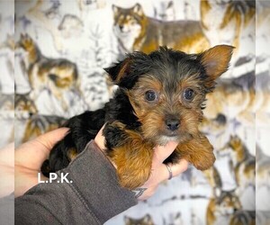 Yorkshire Terrier Puppy for sale in WINNSBORO, LA, USA
