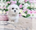 Small Photo #48 Maltese Puppy For Sale in HAYWARD, CA, USA