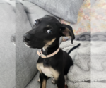Small #3 Mutt