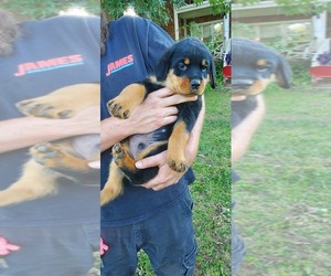Rottweiler Puppy for sale in BURLINGTON, NC, USA