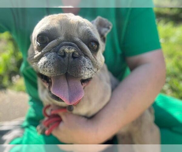 Medium Photo #11 French Bulldog Puppy For Sale in New York, NY, USA