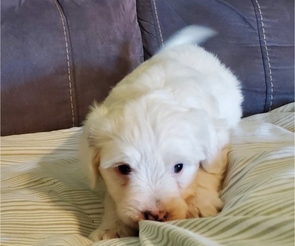 Medium Photo #11 Bernedoodle (Miniature) Puppy For Sale in LEETONIA, OH, USA