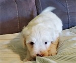 Small #10 Bernedoodle (Miniature)