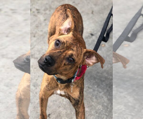 Medium Photo #13 American Staffordshire Terrier-Boxer Mix Puppy For Sale in Dana Point, CA, USA