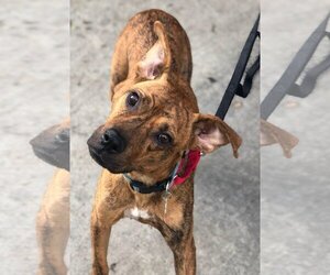Avia - Female American Staffordshire Terrier-Boxer Mix Dog for Adoption - Photo #13