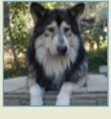 Medium Photo #1 Native American Indian Dog Puppy For Sale in BRADENTON, FL, USA