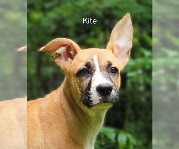 Medium Photo #9 Mutt Puppy For Sale in Ellijay, GA, USA