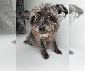 - Mix Dogs for adoption in Houston, TX, USA