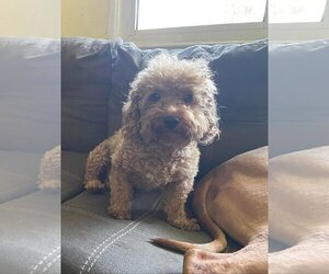 Poodle (Toy) Dogs for adoption in Fenton, MO, USA