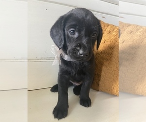 Labrador Retriever Puppy for sale in DALLAS, GA, USA
