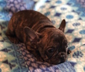 Small #8 French Bulldog