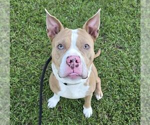 American Staffordshire Terrier Dogs for adoption in Fort Lauderdale, FL, USA