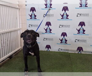 Mutt Dogs for adoption in Orlando, FL, USA