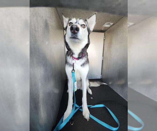 Medium Photo #1 Siberian Husky Puppy For Sale in San Antonio, TX, USA