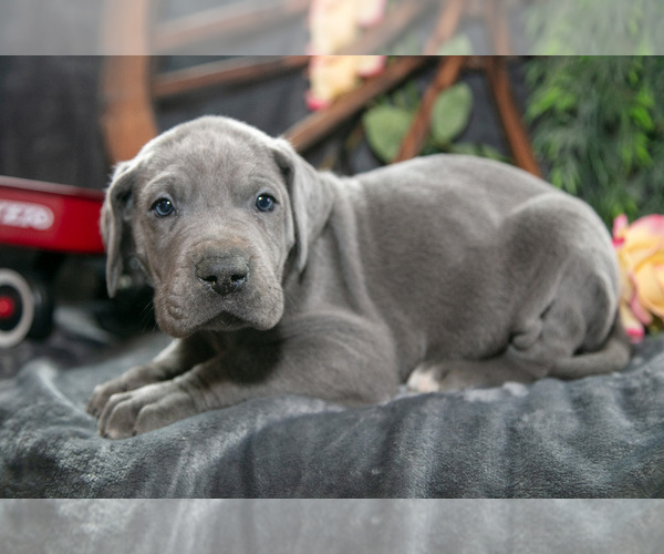 Medium Photo #3 Great Dane Puppy For Sale in SHELBY, OH, USA