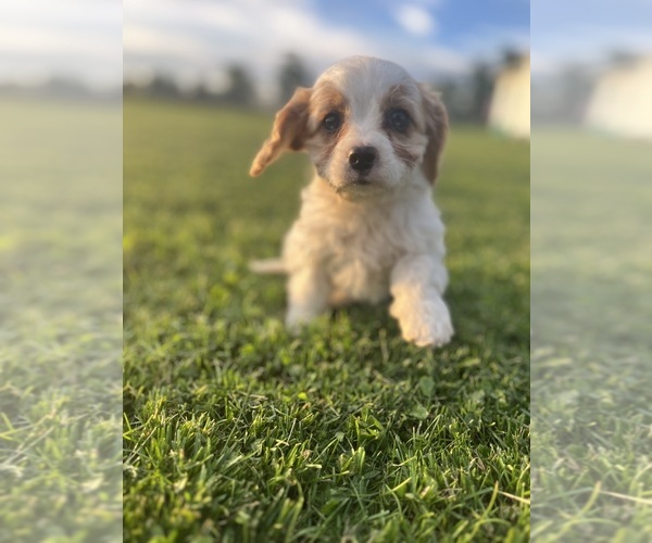 Medium Photo #4 Cavapoo Puppy For Sale in QUINCY, MI, USA