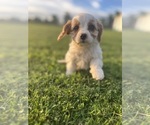 Small #3 Cavapoo