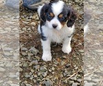 Small Photo #2 Cavalier King Charles Spaniel-Miniature Australian Shepherd Mix Puppy For Sale in ALSEA, OR, USA