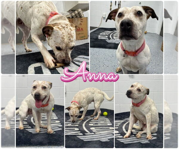 Medium Photo #1 American Staffordshire Terrier-Unknown Mix Puppy For Sale in Pierceton , IN, USA