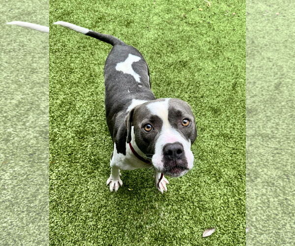 Medium Photo #2 Mutt Puppy For Sale in Hilton Head, SC, USA