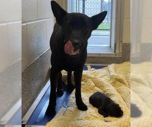 BEAN - Female German Shepherd Dog-Unknown Mix Dog for Adoption - Photo #2