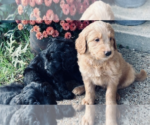 Medium Photo #1 Goldendoodle Puppy For Sale in KELLER, TX, USA