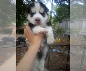 Siberian Husky Puppy for sale in FLORENCE, SC, USA
