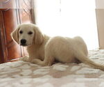 Small #29 English Cream Golden Retriever
