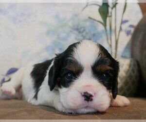 Cavalier King Charles Spaniel Puppy for Sale in SCOTTVILLE, Michigan USA