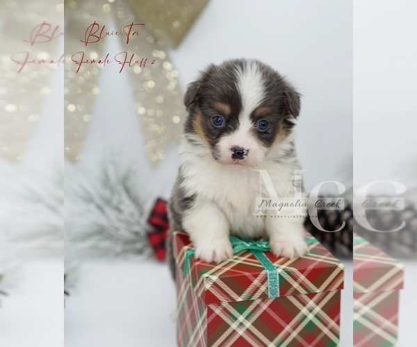 Medium Photo #13 Pembroke Welsh Corgi Puppy For Sale in FLORALA, AL, USA