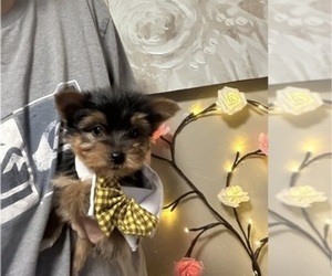 Morkie Puppy for sale in VIRGINIA BEACH, VA, USA