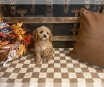 Small #5 Cavapoo (Miniature)