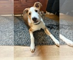 Small #24 Australian Shepherd Mix