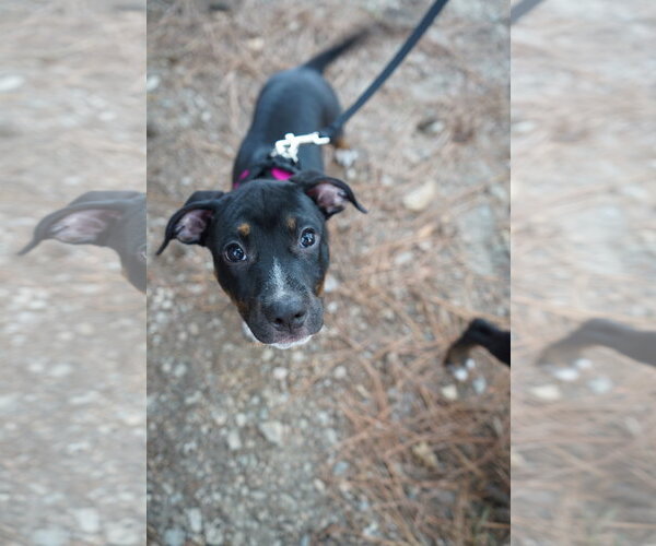 Medium Photo #1 American Staffordshire Terrier-Unknown Mix Puppy For Sale in Holly Springs, NC, USA