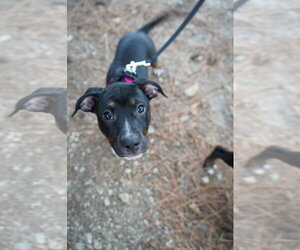 American Staffordshire Terrier-Unknown Mix Dogs for adoption in Holly Springs, NC, USA