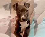Small #1 American Staffordshire Terrier Mix