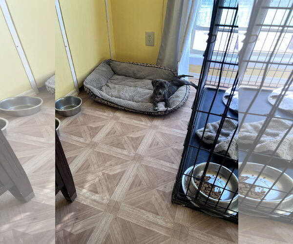 Medium Photo #4 American Staffordshire Terrier-Unknown Mix Puppy For Sale in Crossville, AL, USA