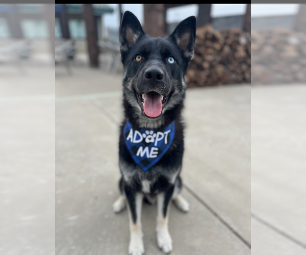 Medium Photo #2 German Shepherd Dog-Huskies  Mix Puppy For Sale in San Jose, CA, USA