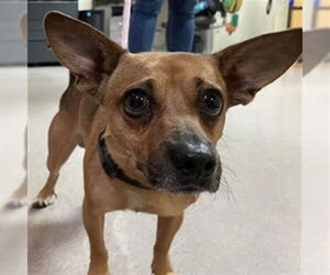 Chihuahua-Unknown Mix Dogs for adoption in Pasadena, CA, USA