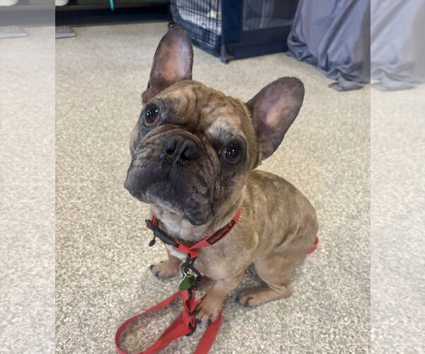 Medium Photo #2 French Bulldog Puppy For Sale in St. Louis Park, MN, USA