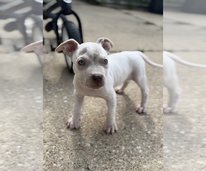 American Bully Puppy for sale in CHAMPAIGN, IL, USA