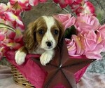 Small Cavapoo
